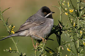 Rüppell's Warbler