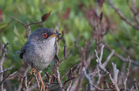 Balearic Warbler