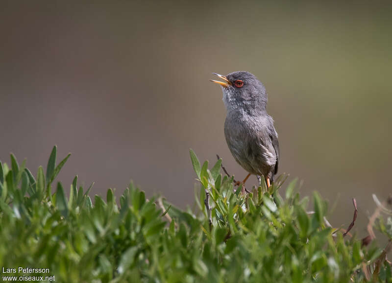 Balearic Warbler male adult breeding, song