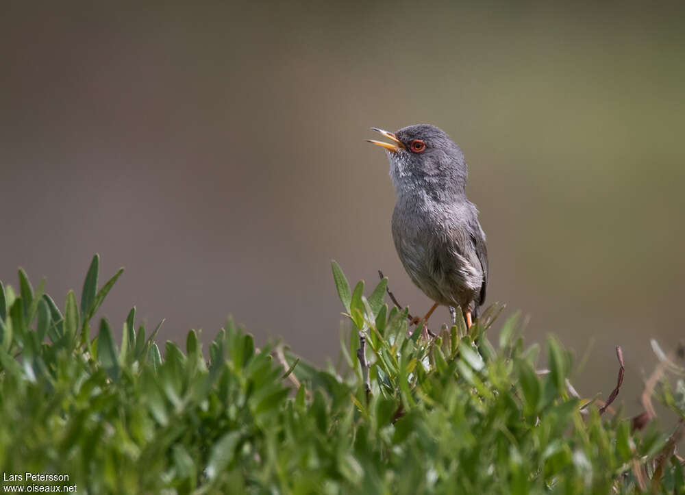 Balearic Warbler male adult breeding, song