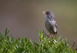 Balearic Warbler