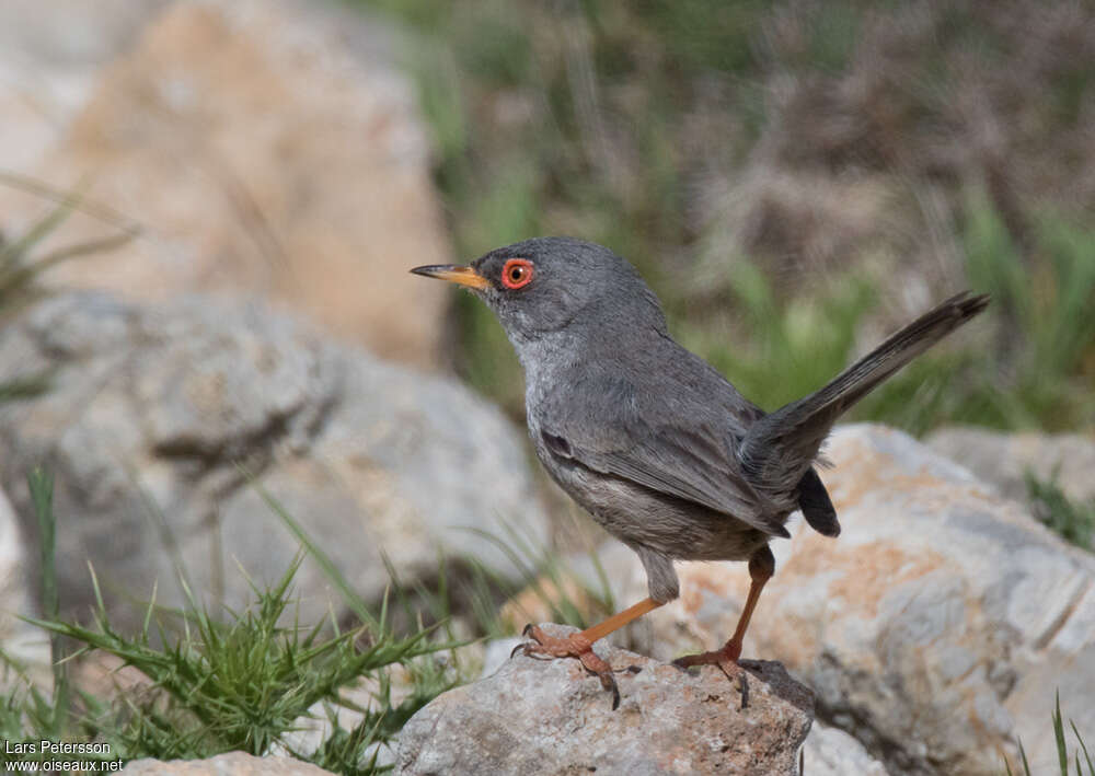 Balearic Warbler male adult breeding, identification