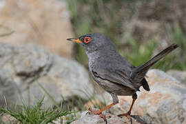 Balearic Warbler