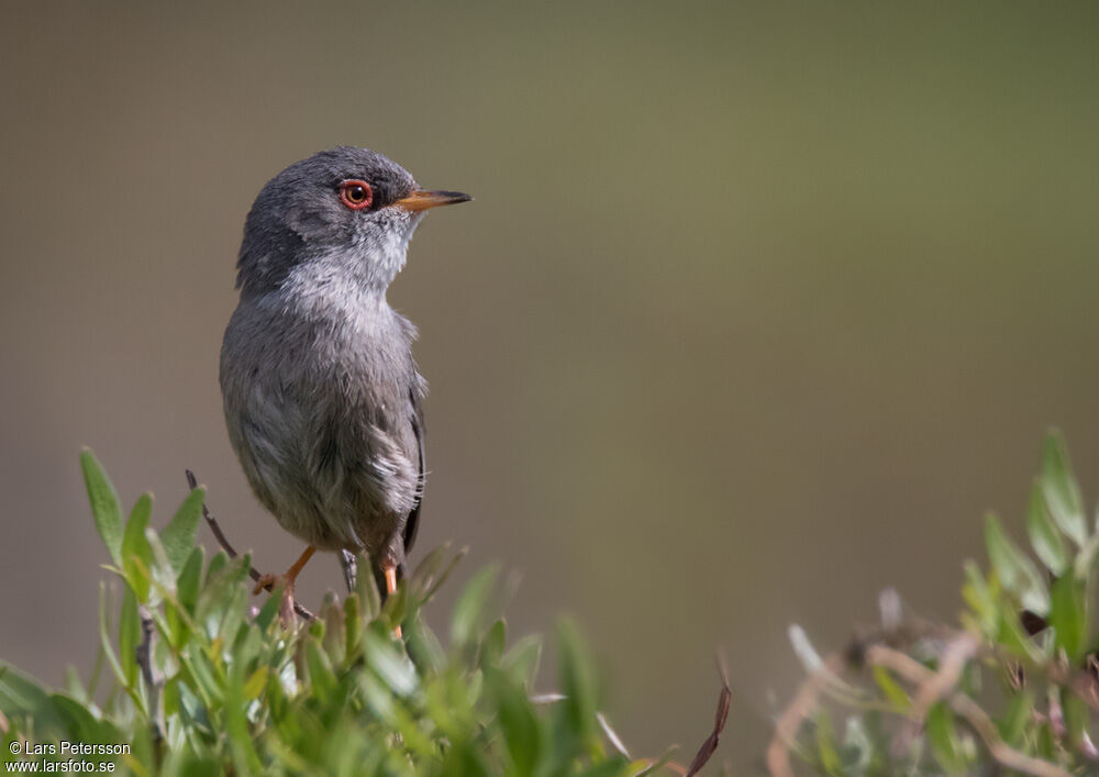 Balearic Warbler