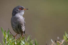 Balearic Warbler