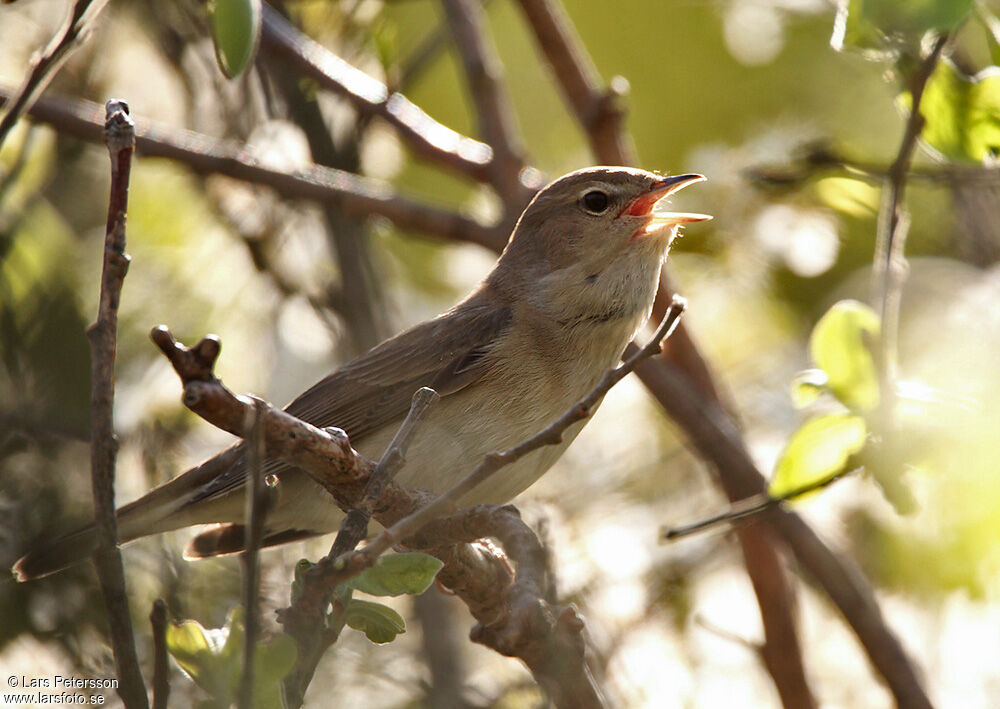 Garden Warbler