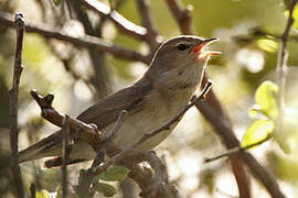 Garden Warbler