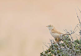 African Desert Warbler