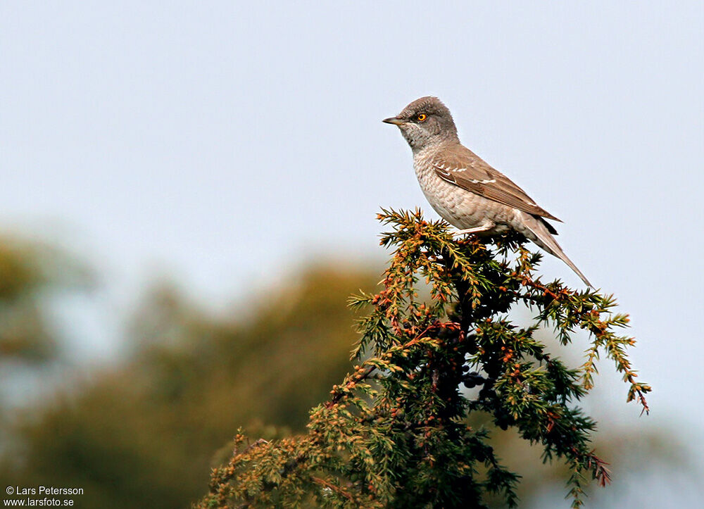 Barred Warbler