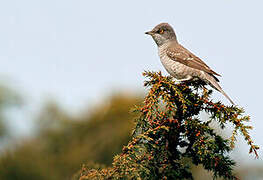 Barred Warbler