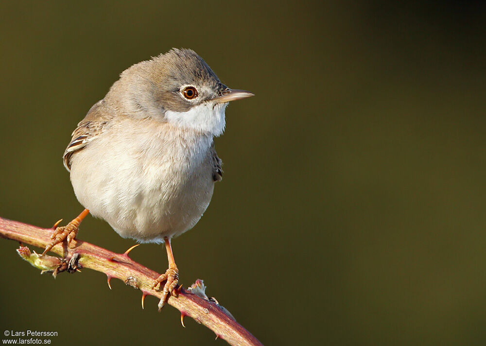 Common Whitethroat