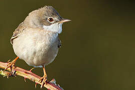 Common Whitethroat