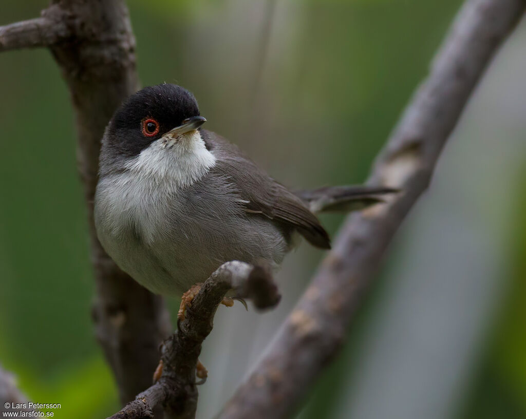 Sardinian Warbler