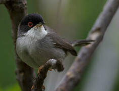 Sardinian Warbler