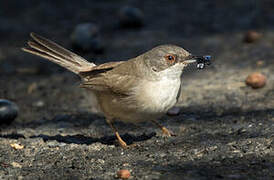 Sardinian Warbler