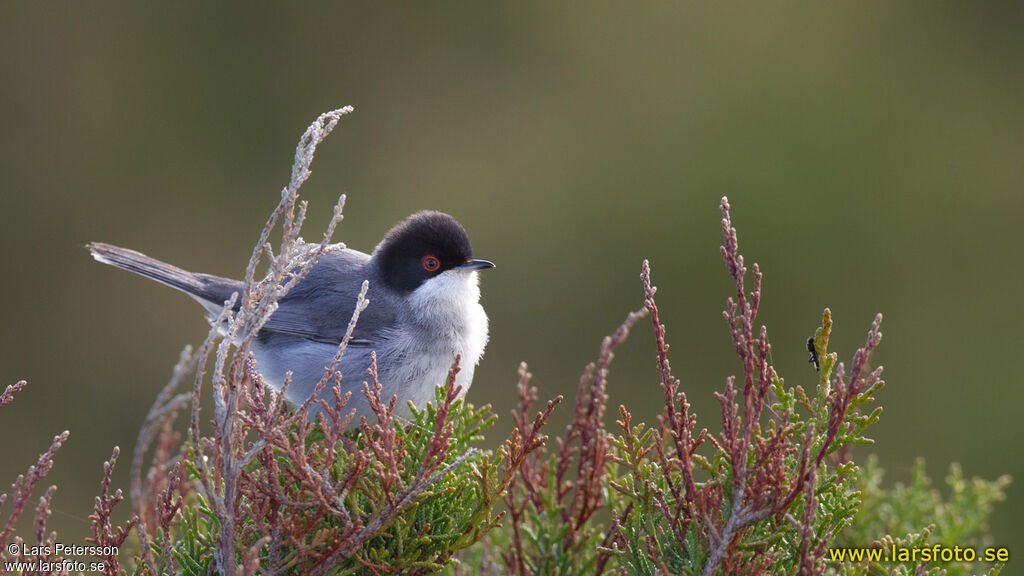 Sardinian Warbler