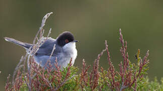 Sardinian Warbler