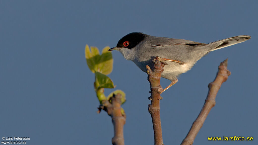 Sardinian Warbler