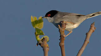 Sardinian Warbler