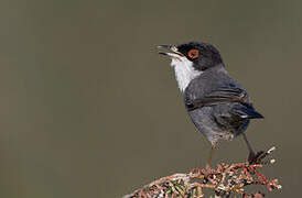 Sardinian Warbler