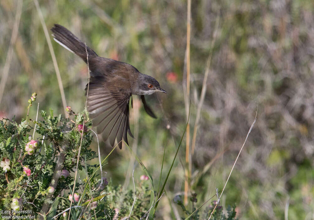 Sardinian Warbler female adult breeding