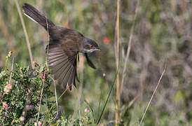 Sardinian Warbler