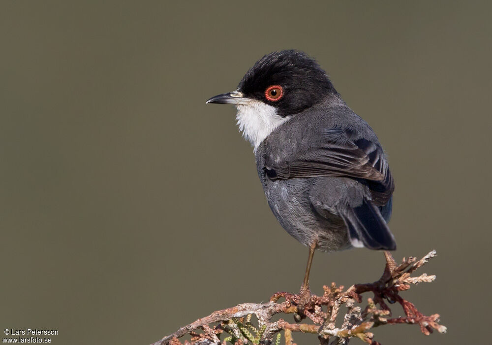 Sardinian Warbler male adult breeding, pigmentation