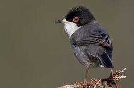 Sardinian Warbler