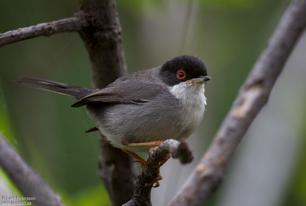 Sardinian Warbler