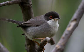 Sardinian Warbler