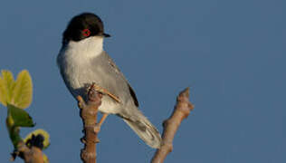 Sardinian Warbler