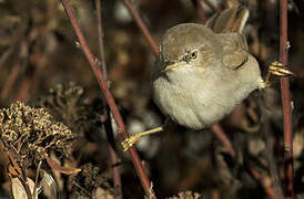 Asian Desert Warbler