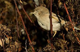 Asian Desert Warbler