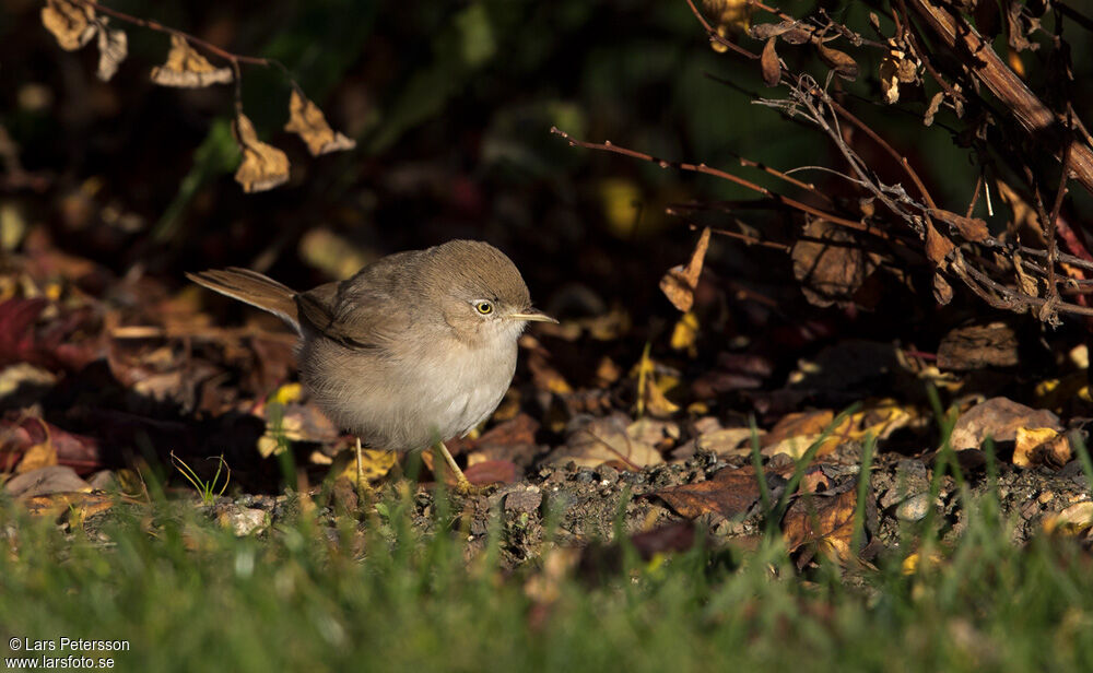 Asian Desert Warbler