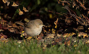 Asian Desert Warbler