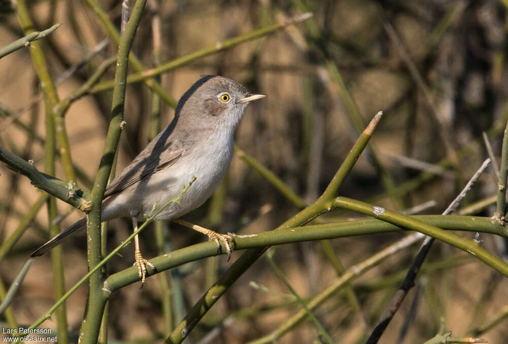 Fauvette naineadulte, habitat, pigmentation