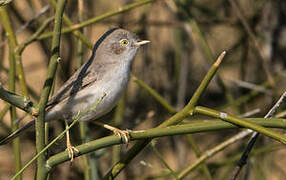 Asian Desert Warbler