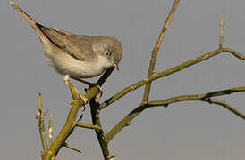 Asian Desert Warbler