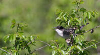 Fauvette orphéane