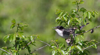 Eastern Orphean Warbler