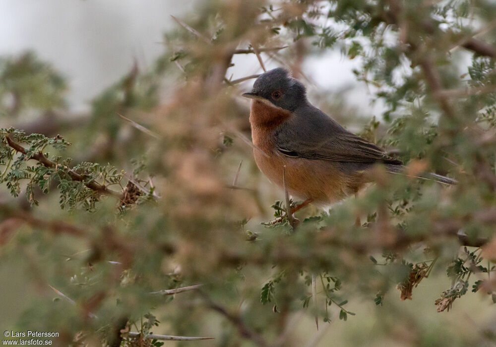 Western Subalpine Warbler