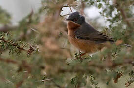 Fauvette passerinette