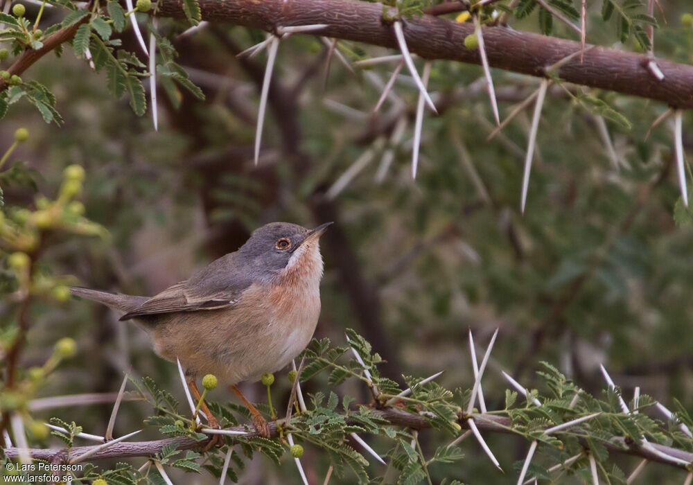 Subalpine Warbler