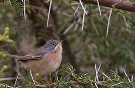 Western Subalpine Warbler