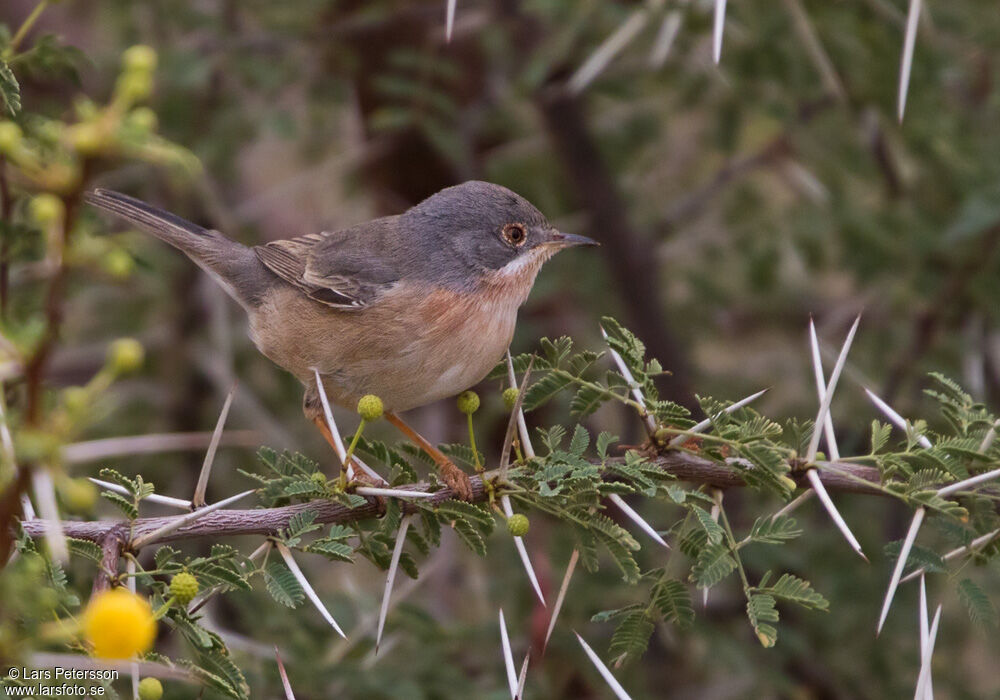 Western Subalpine Warbler