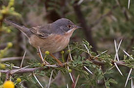 Subalpine Warbler