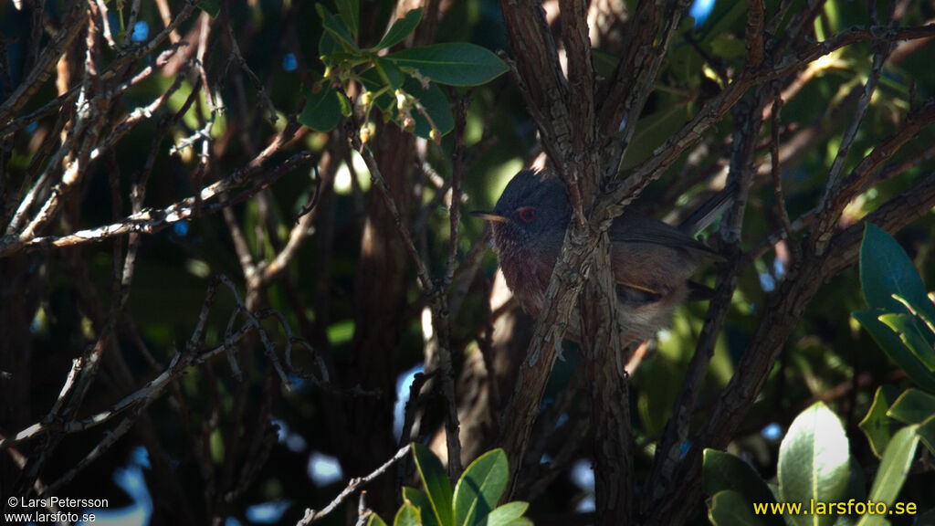 Dartford Warbler