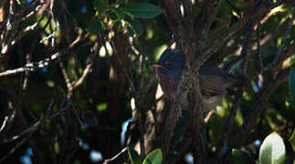 Dartford Warbler