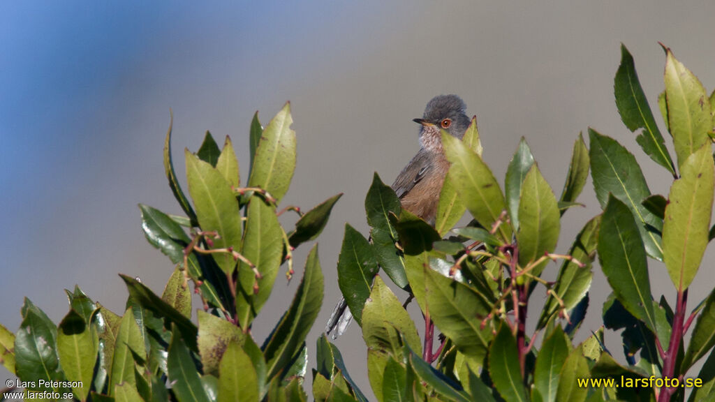 Dartford Warbler