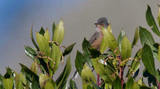 Dartford Warbler